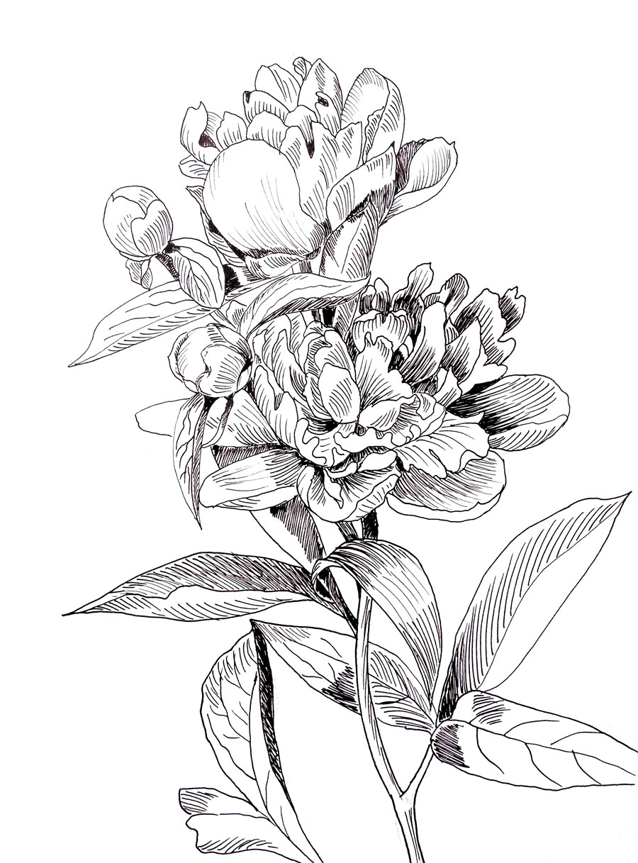 rysunek tuszem kwiaty małgorzata jaskłowska